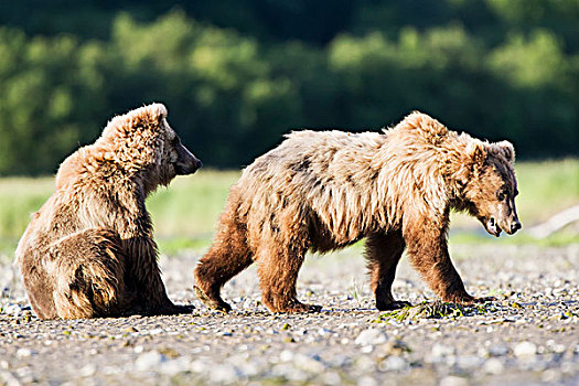 大灰熊,卡特麦国家公园,保存,阿拉斯加,美国