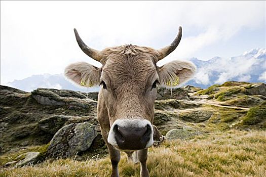 母牛,瑞士,地点