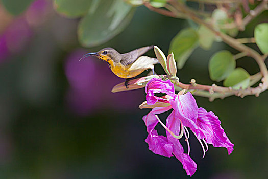 花蜜鸟