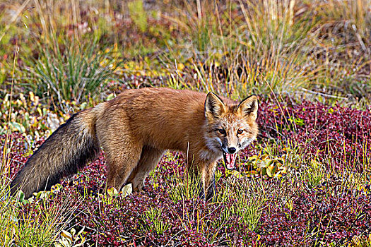 红狐,狐属,苔原,秋色,德纳里峰国家公园,阿拉斯加,美国