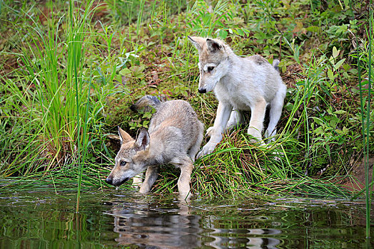 灰狼,狼,两个,小动物,水岸,堤,松树,明尼苏达,美国,北美