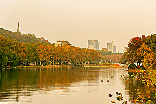 杭州西湖保俶塔北山街秋景