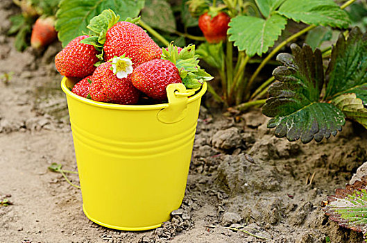 黄色,桶,有机,草莓,园圃