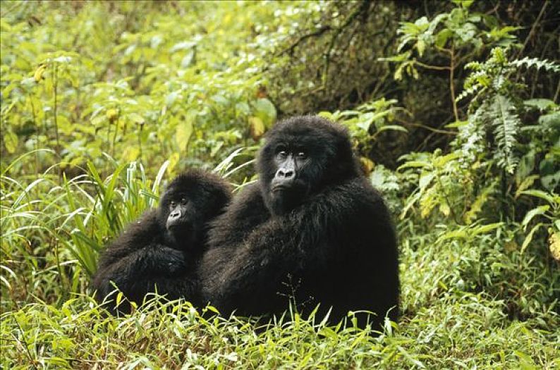 中非平原大猩猩图片