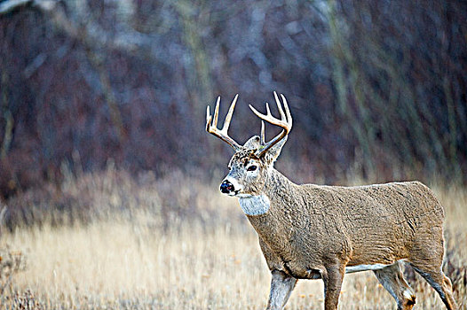 雄性,白尾鹿,西南方,艾伯塔省,加拿大