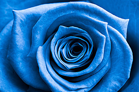 特写,蓝色,玫瑰,开花