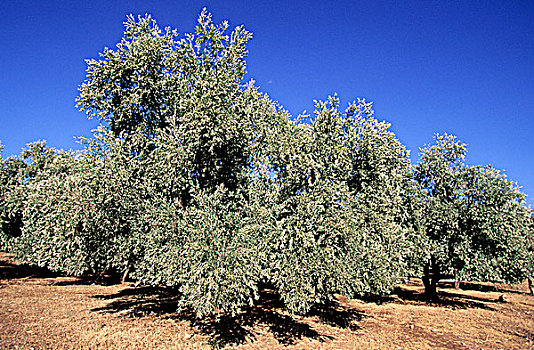 摩洛哥,高,橄榄树