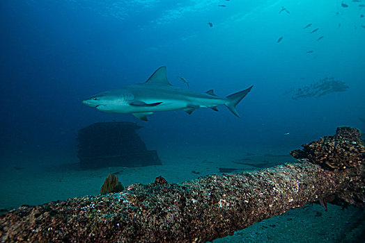 雄性动物,鲨鱼,下加利福尼亚州,墨西哥
