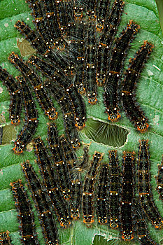 蛾子,蚕蛾,毛虫,群,国家公园,亚马逊河,厄瓜多尔