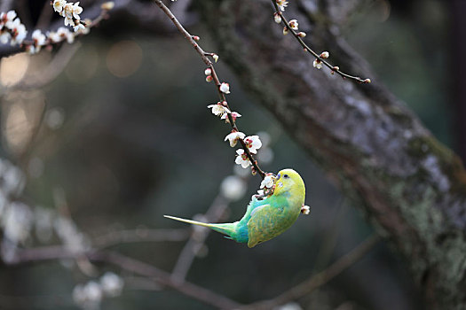 梅花树上的鹦鹉