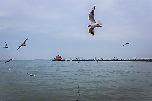 青岛栈桥海鸥