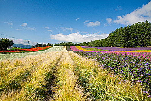 花圃,福良野,北海道,日本,亚洲