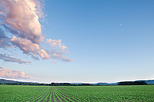 大豆,日落,桑德贝,安大略省,加拿大