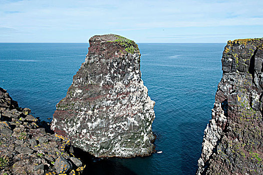 鸟,石头,靠近,冰岛,斯堪的纳维亚,北欧,欧洲