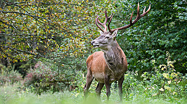 赤鹿,鹿属,鹿,国家公园,上奥地利州,奥地利,欧洲