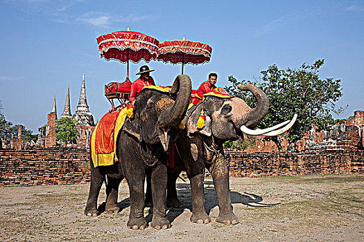 泰国,大城府,历史,公园,大象