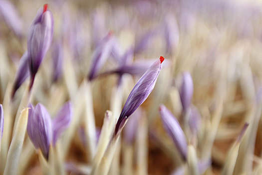 西红花种植