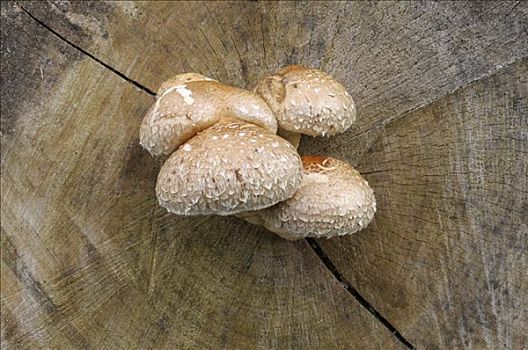 蘑菇,伞菌亚纲,树桩