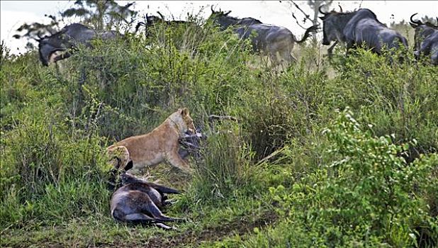 肯尼亚,纳罗克地区,马赛马拉,雌狮,两个,角马,马赛马拉国家保护区,急促,过去,恐慌