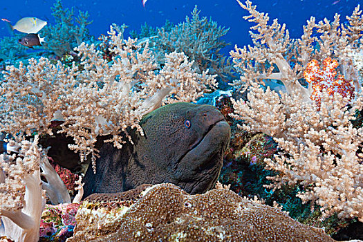 巨大,海鳗,裸胸鳝属,圣诞节,岛屿,澳大利亚