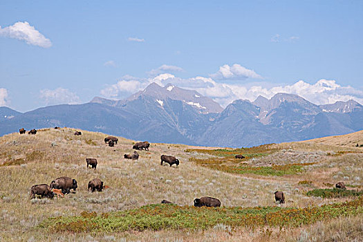 美洲野牛,野牛,牧群,国家,蒙大拿