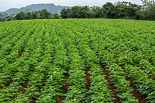 甘薯,植物,番薯属植物,地点,维尼亚雷斯,省,古巴,北美