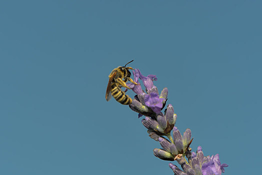 蜜蜂,花蜜,薰衣草