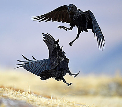 大乌鸦,乌鸦,争斗,城堡,国家公园,纳塔耳,南非,非洲