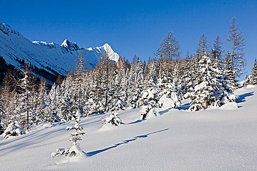 山谷,雪,深,冬天,提洛尔,奥地利,山林,积雪,树,山峰,顶峰,棒,背景