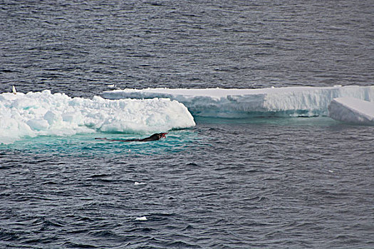 南极,南极海峡,海豹,抓住,企鹅
