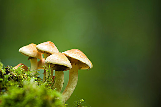 黄金菇,蘑菇,木头