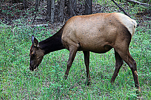 加拿大,艾伯塔省,碧玉国家公园,麋鹿,鹿属,北美马鹿
