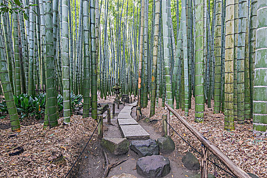 日本,神奈川,镰仓,庙宇,花园,大幅,尺寸