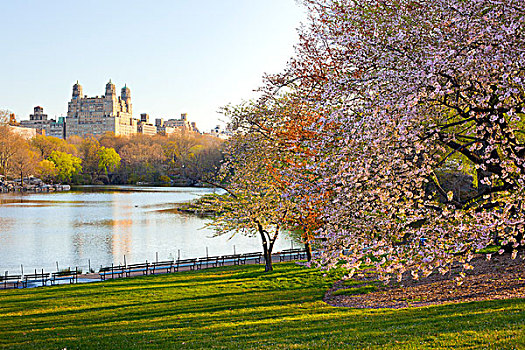 湖,树,开花,中央公园,曼哈顿,纽约,美国