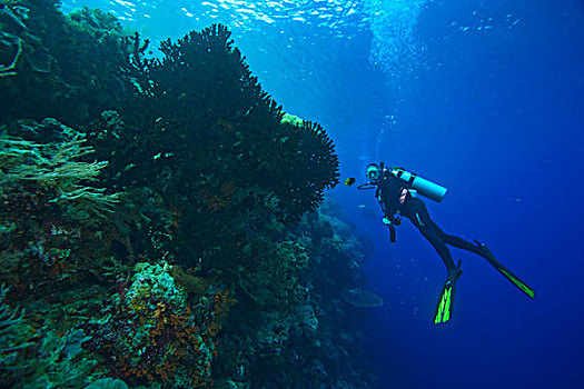 潜水,海洋,保存,质朴,礁石,靠近,瓦卡托比,胜地,南,印度尼西亚,亚洲