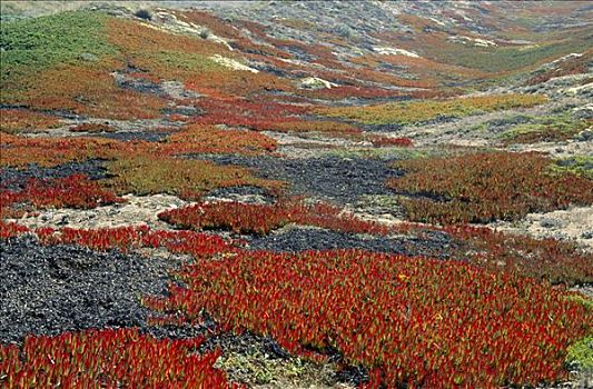 冰植物,秋天,雷斯岬,国家海岸,加利福尼亚