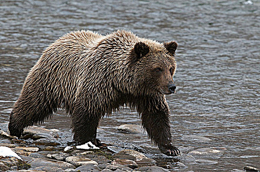 棕熊,幼兽,捕鱼,枝条,河,生态,自然保护区,育空地区,加拿大