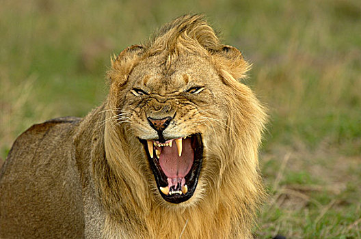 狮子,成年,雄性,头像,狰狞,马赛马拉,肯尼亚,非洲