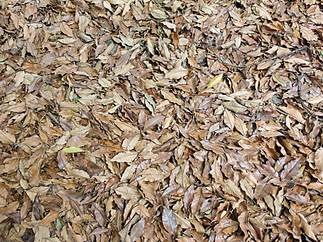 地毯,秋天,枯叶