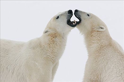 两个,玩,北极熊,丘吉尔市,曼尼托巴,加拿大