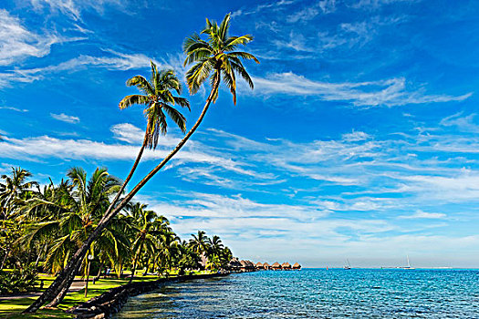 棕榈树,岸边,正面,平房,茉莉亚岛,法属玻利尼西亚,大洋洲