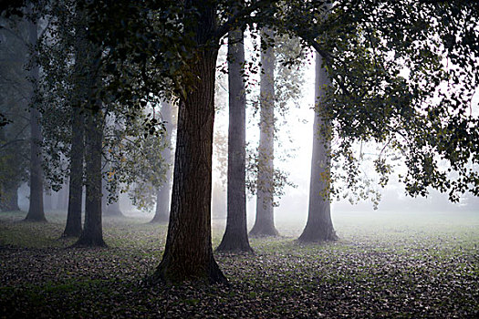 安逸,雾,后面,平和,秋天,树