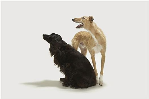 肖像,两只,狗