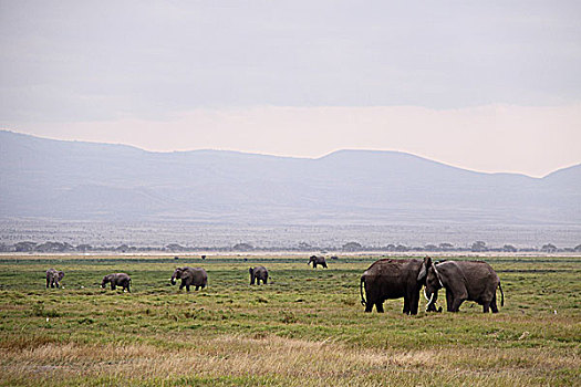 肯尼亚非洲象-安博塞利象群