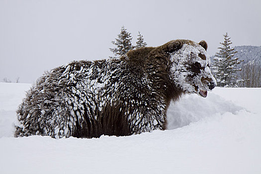 俘获,站立,脚,冬天,阿拉斯加野生动物保护中心,阿拉斯加