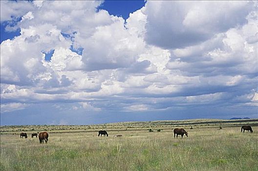 马,放牧,地点,德克萨斯,美国