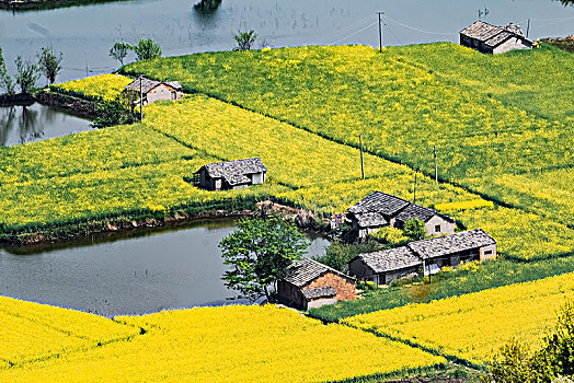 安徽省芜湖市响水涧油菜花田园乡村自然景观