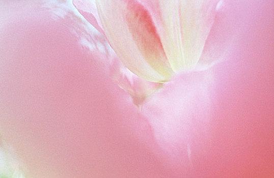 花,雾气,粉色,郁金香