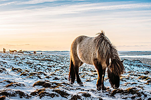 野马,雪中,遮盖,风景,冰岛