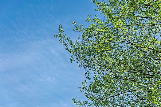 绿树与蓝天